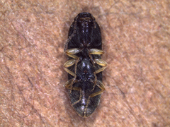 Coleoptera