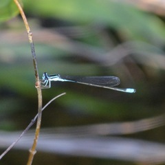 Enallagma divagans