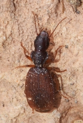 Trymosternus