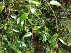 Gaultheria leucocarpa