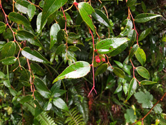Gaultheria leucocarpa