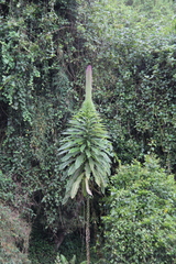 Rhynchopetalum