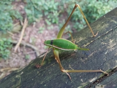 Xenicola