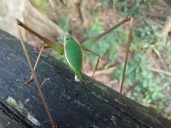 Xenicola