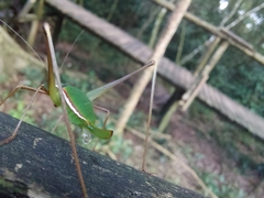 Xenicola