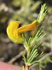 Aspalathus uniflora