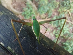 Xenicola