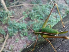 Xenicola
