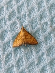 Ecpyrrhorrhoe rubiginalis