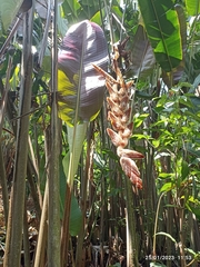 Heliconia vellerigera