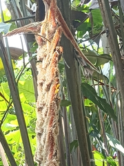 Heliconia vellerigera