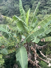 Musa