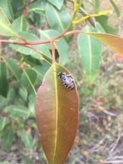 Lipotriches australica