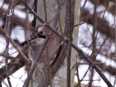 Garrulus glandarius