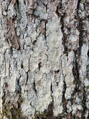 Lecanora appalachensis