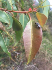 Lipotriches australica