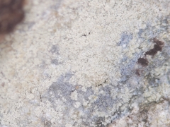 Lecanora appalachensis