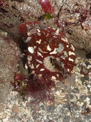 Urticina felina