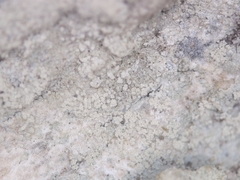 Lecanora appalachensis