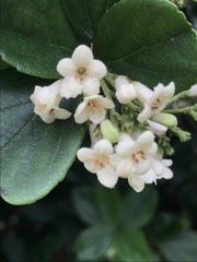 Viburnum suspensum