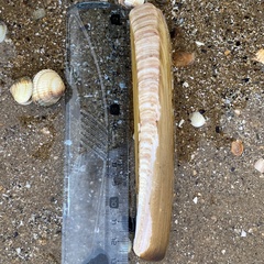 Ensis