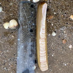 Ensis