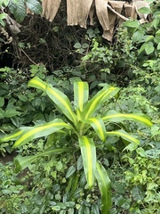 Dracaena fragrans