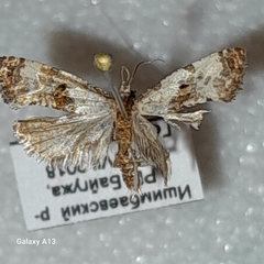 Neocochylis hybridella