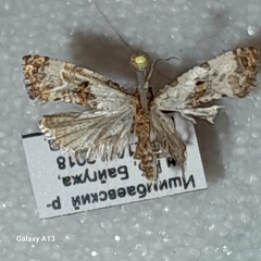 Neocochylis hybridella