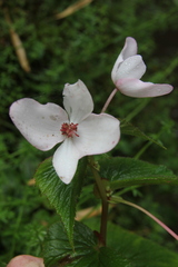 Begonia wollastonii image