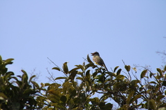 Tyrannus melancholicus