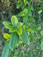 Elaeagnus pungens