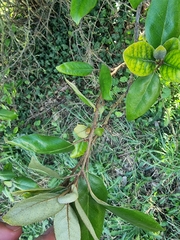 Elaeagnus pungens