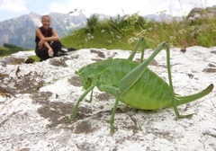 Polysarcus denticauda