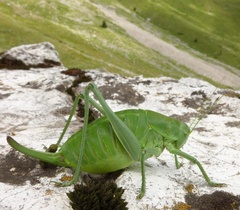 Polysarcus denticauda