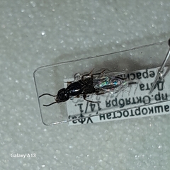 Philonthus rectangulus