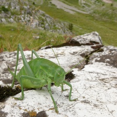 Polysarcus denticauda