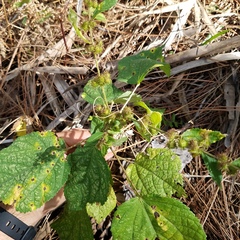 Triumfetta semitriloba