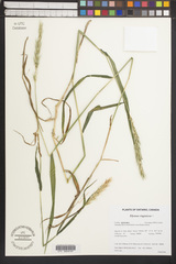 Elymus curvatus
