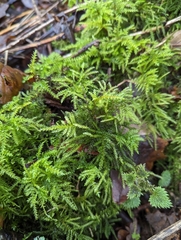 Thamnobryum alopecurum