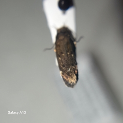 Aproaerema anthyllidella