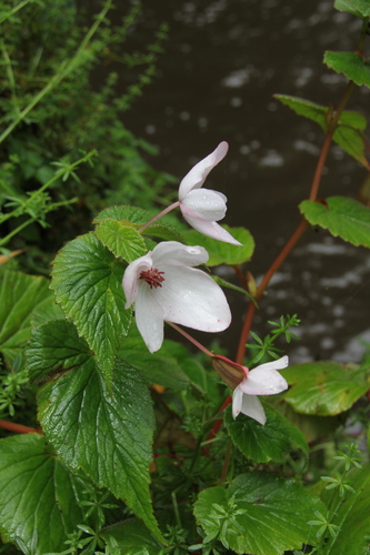 Begonia wollastonii