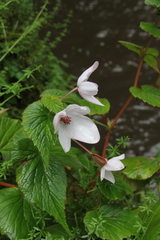 Begonia wollastonii image