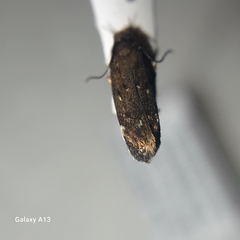 Aproaerema anthyllidella