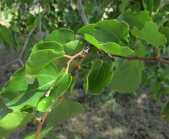 Ziziphus mucronata