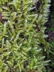 Thamnobryum alopecurum