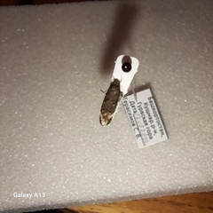 Aproaerema anthyllidella