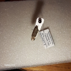 Aproaerema anthyllidella