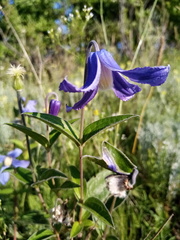 Clematis integrifolia