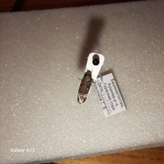 Aproaerema anthyllidella